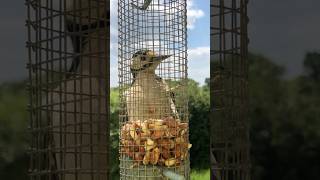 Great Spotted woodpecker #birds #woodpecker