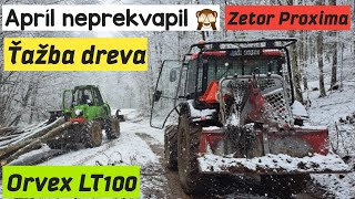 Ťažba dreva posledný deň pred sviatkami a aprílové počasie v plnej sile. Forestwork, Stihl, Logging