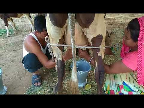 GAU MATA. KA DUDH AMRUT HAI. GAU MATA. KA DUDH AMRUT HAI.