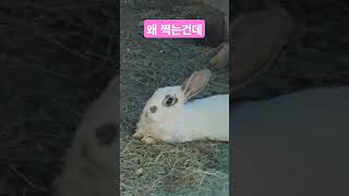 왜 찍는건데 #문우택 #웃음치료사 #봉숭아학당