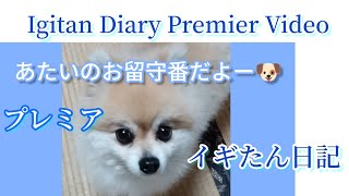 🌹Igitan Diary Premier Video🐕プレミア🐕あたいはお留守番だよー😭🐶