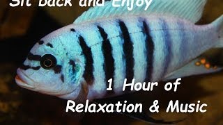 Relax and Meditate ~ 1 Hour of Calm Aquarium Video with Music