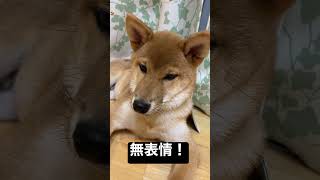 【柴犬】ずっと無表情！#short