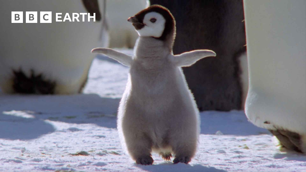 Best Penguin Moments Bbc Earth Youtube