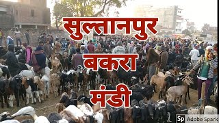 सुल्तानपुर बकरा मंडी l Sultanpur Bakra Mandi l #bakripalan #GoatFarming #bakramandi