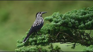 志賀高原のホシガラス・4K