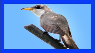 Yellow-billed Cuckoo Singing! Calling! Sound! - Cuclillo Piquigualdo Canto - Coccyzus americanus