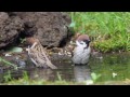 シジュウカラ、スズメの水浴び、コジュケイの砂浴び