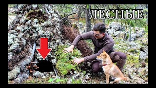 МОЩНАЯ БАНЯ В ЛЕСУ СВОИМИ РУКАМИ БЕЗ СНАРЯЖЕНИЯ | DIY Bushcraft Sauna