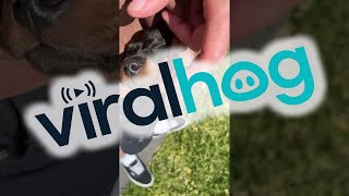 Adorable Mini Dachshund Puppy Takes a Nap in a Hoodie Pocket || ViralHog