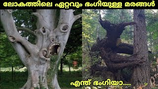 Most Beautiful Trees In The World/ലോകത്തിലെ ഏറ്റവും ഭംഗി ഉള്ള മരങ്ങൾ