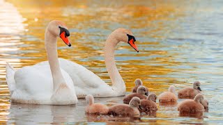 How many kinds of swans are there on earth? 【Flowers, Birds, Insects and Fish Chapter 010】