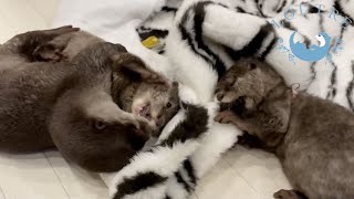 Otter Babies Come Face to Face With a Living White Tiger!