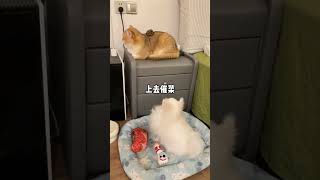 养小狗就是拿来玩的 #猫狗双全 #萌宠