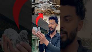 আশ্চর্যজনক ভাবে এই বাচ্চা পেলাম 😮 #akashandpets #birds