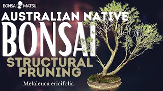 Bonsai Australian Native Swamp Paperbark Melaleuca ericifolia