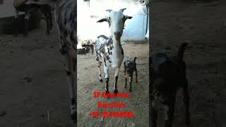 Burberry goat female kids farming available my farm +91 7357409896