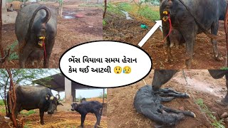 Vlog 7 ભેંસ વિયાવા સમય હેરાન કેમ થઈ ? ,#bannibaffalo #bull #villagelife#viralvideo #dairyfarm #bull