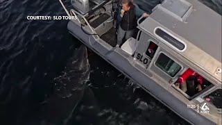 SLO whale-watchers catch video of up-close encounter with Great White Shark