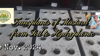 Si Senior Vlogz #264|From Soil to Hydrophonic |@ Si Senior Vlogz 😄👊🙏