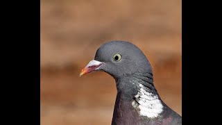 Tahtalı avı 9- Pigeon Hunting- caccia colombaccio