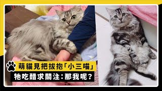 萌貓見把拔抱「小三喵」 牠吃醋求關注：那我呢？