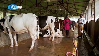 দুগ্ধ খামার করে লাভবান হবেন যেভাবে | Dairy Farm Business | Rtv Krishi