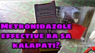 METRONIDAZOLE EFFECTIVE BA SA KALAPATI? #KALAPATI #BeastLoftTV