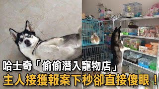 哈士奇「偷偷潛入寵物店」 主人接獲報案下秒卻直接傻眼！|狗狗故事|哈士奇