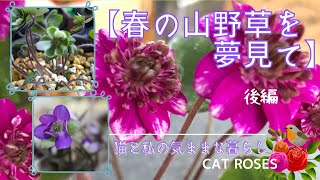 【ガーデニング】🍀春の庭を夢見て／薔薇のカミキリムシ対策／雪割草の冬越し／山野草の紹介／花アルバム／園芸／「猫と私の気ままな暮らし」