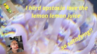 Quick video on using lemon juice to kill an aiptasia.  video is short but so satisfying