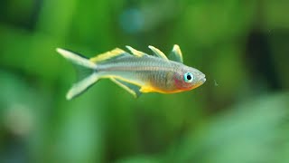 Poisson arc-en-ciel Pseudomugil Furcatus (Popondetta furcata) - Océanie-Papouasie-Nouvelle-Guinée