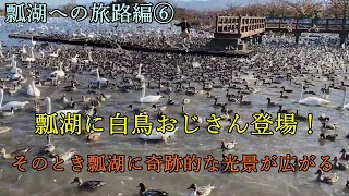 白鳥おじさんが現れ瓢湖がスゴイことになった【瓢湖への旅路編⑥】