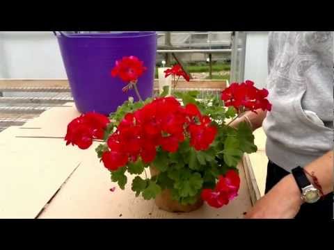 How to cut back pelargoniums(Geraniums) How to cut back pelargoniums(Geraniums)