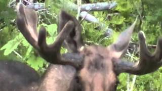 Big Rack Moose at Bell II, BC