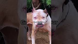 4 Things You MUST Know Before Getting a Pitbull