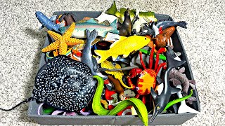 Interesting Sea Animals Marble Ray, Stingray, Moray Eel, Salmon, Koi, Spiny Lobster, Horseshoe Crab