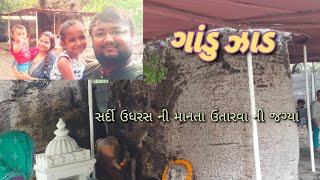 Gandu Zaad || ગાંડુ ઝાડ || Rajkot Palace  || Ek war Gathiya ni Manta levani Sardi udhras mati jaay