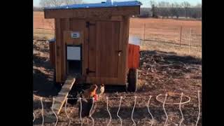 Santa Surprises Little Boy With Gifts For Chickens #Shorts