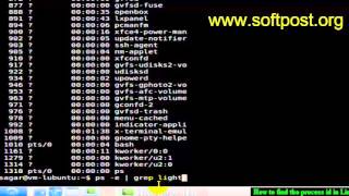 How to find the process id in Bash