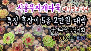 #시흥무지개다육#흑장미5종2만원대박 완전싸게구매득템#염좌#꽃피는염좌#웨스트레인보우#먼로#둥근잎비취후리데#무지개염좌#레티지아#라울