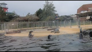 Seehund Aufzucht Station Norden Norddeich im Oktober 2019 4K Seehundstation Nationalpark-Haus