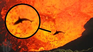 10 Scary Animals That Live In Volcanos