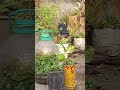 music song hindisong bollywood love yt gardening shortvideo jed plant topiyari ☘️☘️☘️☘️☘️👌