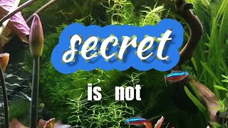 SECRET Fish Food that'll CHANGE YOUR AQUARIUM FOREVER.mp4