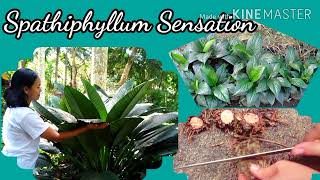 Secret to Giant and Lusher Sensation, Propagation and care tips (W/ English Subs)