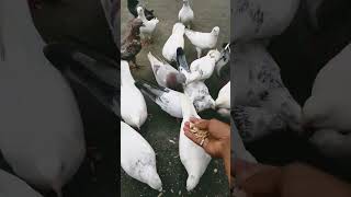 #pigeon hamare 🕊️🕊️🇮🇳👍