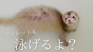 洗面所でフェレット達を洗っていたら、お風呂場でフェレットが泳いでた【ferret#1749】