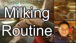 Step by Step guide to milking a Dexter cow! Perfect for new homesteaders!!!