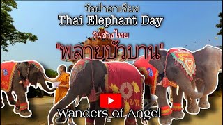 พลายบัวบาน | วันช้างไทย | วัดป่าอาเจียง | Thai Elephant Day | Surin, TH | Vlog013 | Wanders Of Angel